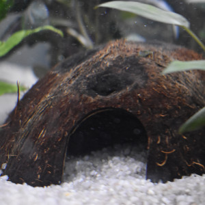 Publication de Orchidsfish