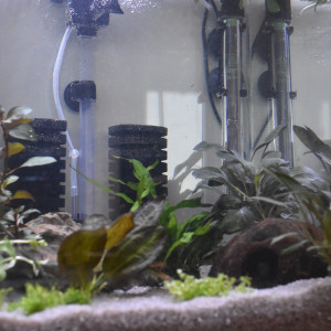 Publication de Orchidsfish