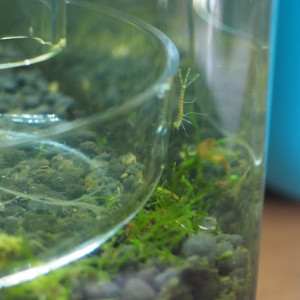 Publication de Laumore