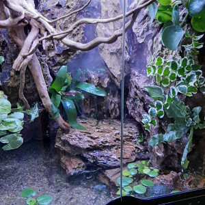 paludarium
