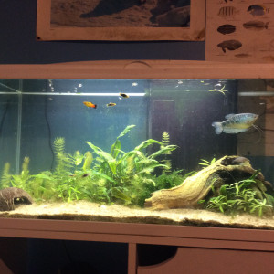 Publication de Scalair