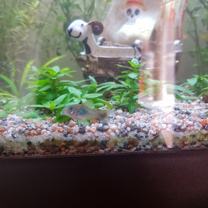 Publication de Mevew