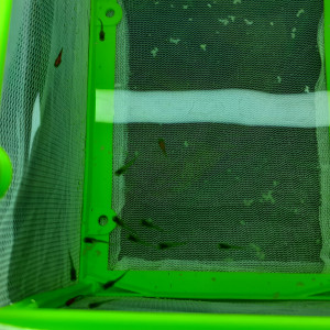 Publication de pika78