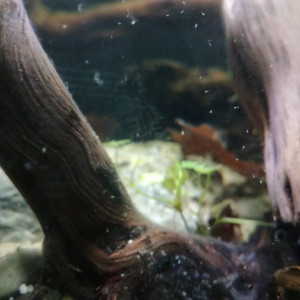 Publication de MrBear