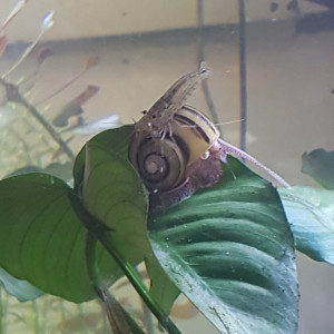 Publication de Mevew