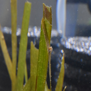 Publication de Orchidsfish