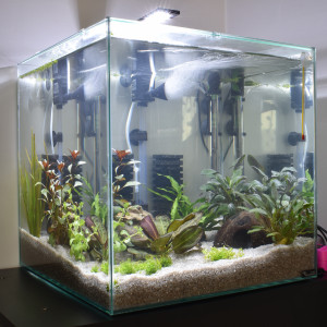 Publication de Orchidsfish