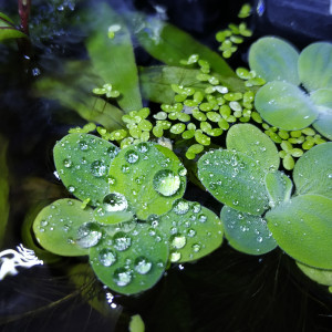 Publication de Nainnouch