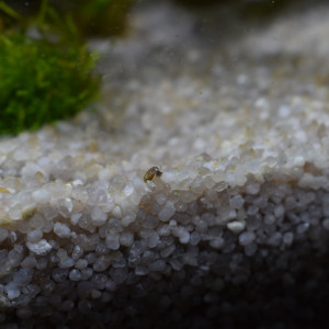 Publication de Orchidsfish