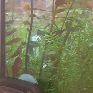 Publication de Mevew