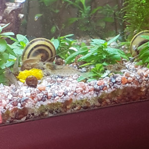 Publication de Mevew