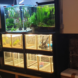 Publication de lucchinelli-marc