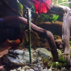 Publication de MrBear