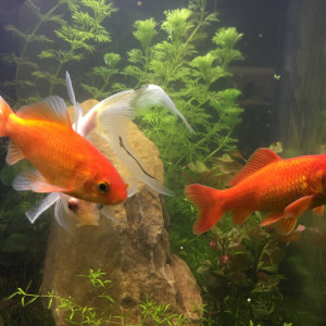 Publication de Molly