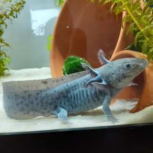 Axolotls