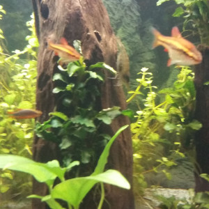 Publication de Kamelot