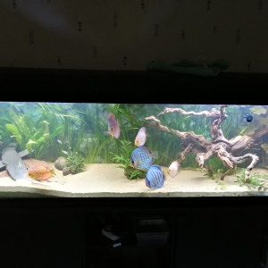 Publication de Penna