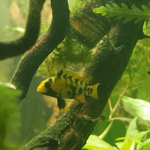 Publication de Jondalas