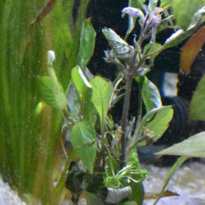 Publication de Orchidsfish