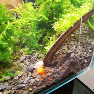 Publication de Psycko