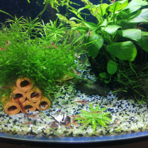 Publication de dams-soa