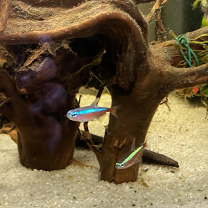 Publication de Jayyaah