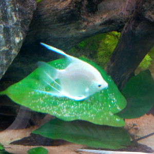 Publication de shanganagh-takhisis