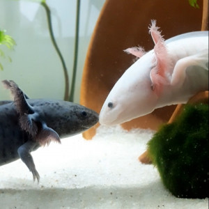 Publication de CeceGigi