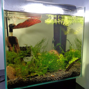 Publication de Stef-Shrimp