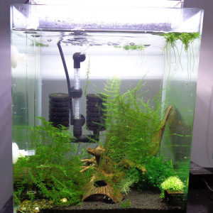 Publication de Stef-Shrimp