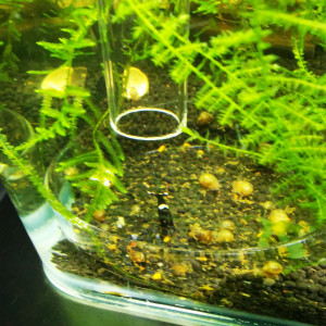 Publication de Stef-Shrimp
