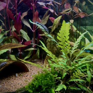 Publication de Gaet_05