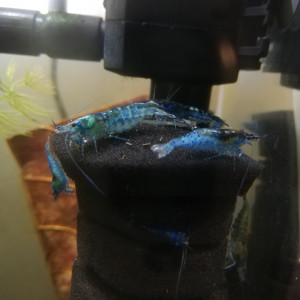 Aquarium Crevettes Blue Velvet