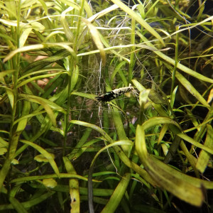 Aquarium Crevettes Fish bones