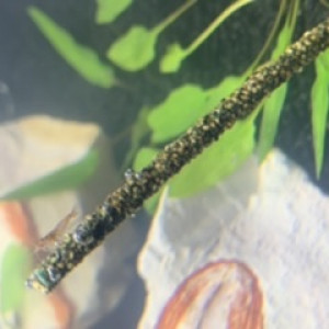 Publication de Killifish10