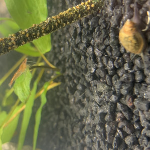 Publication de Killifish10