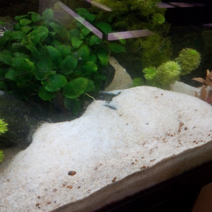 Publication de shanganagh-takhisis