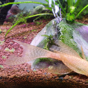 Publication de Gladiators