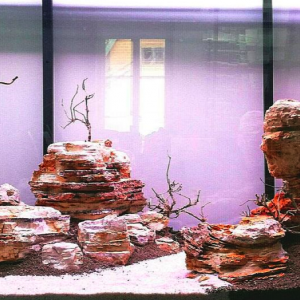 Publication de FAB77890