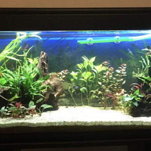 Publication de Zoubi