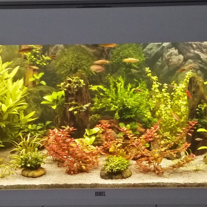 Publication de Kamelot