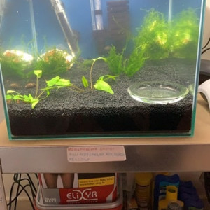 Publication de Killifish10