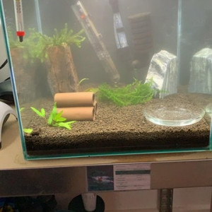 Publication de Killifish10