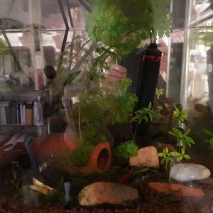 Publication de Alphonse