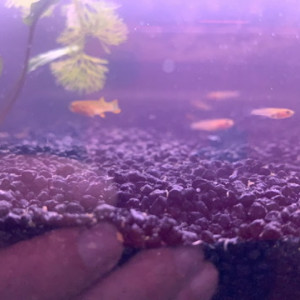 Publication de Killifish10