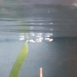 Publication de Lulu82