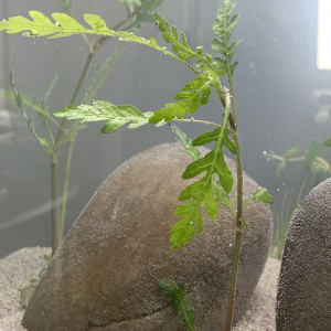 Publication de OlivierTlse