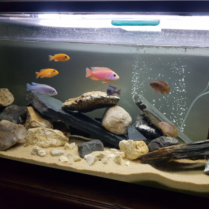 Publication de Popopof