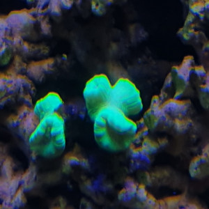 Publication de alan026