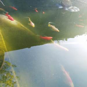 Bassin